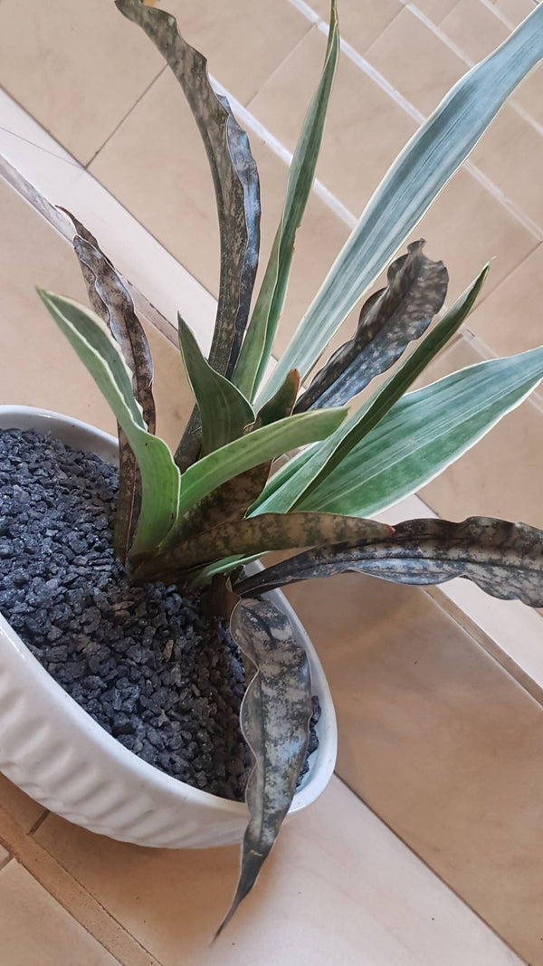 Sansevieria Assortment in Textured Pot