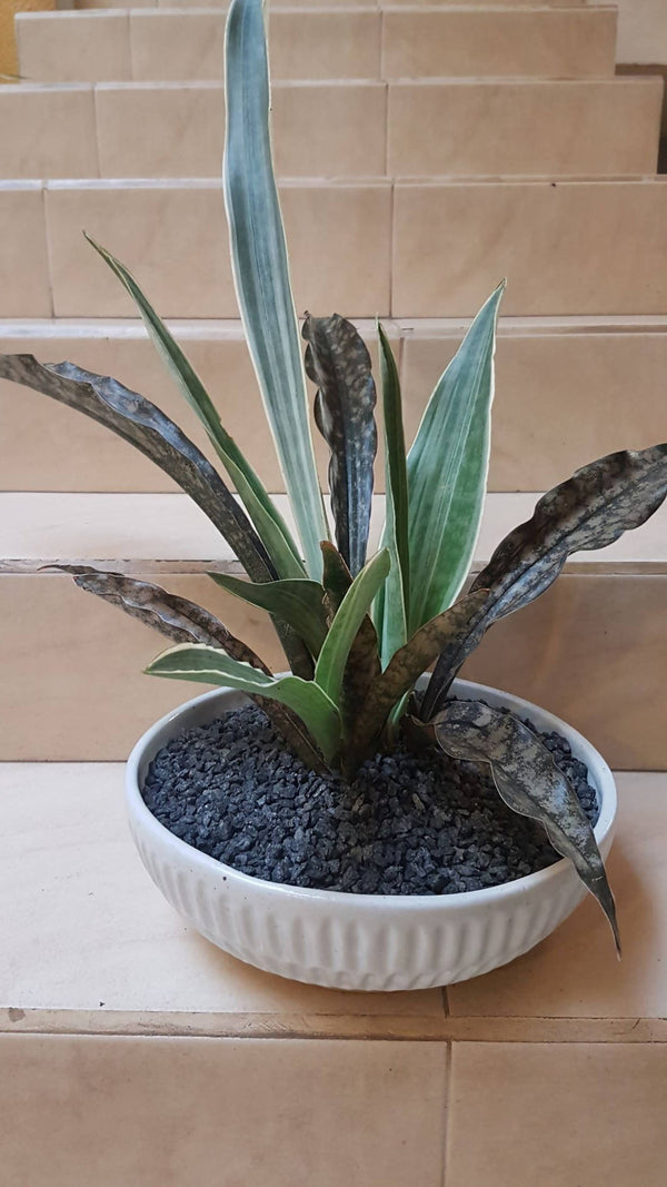Sansevieria Assortment in Textured Pot