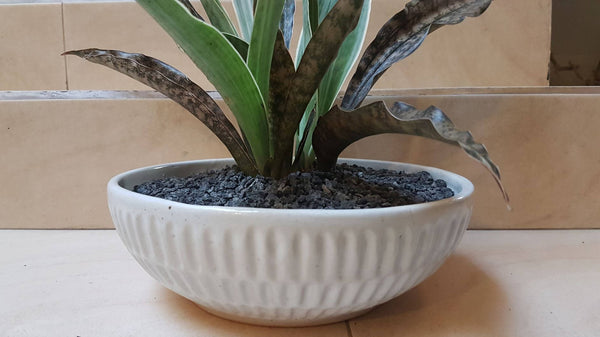 Sansevieria Assortment in Textured Pot