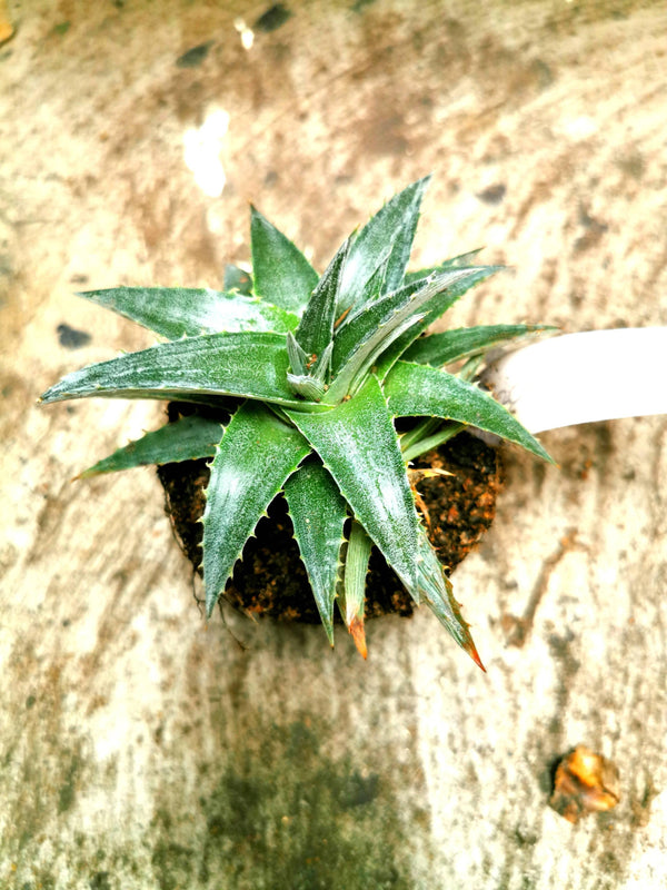 Dyckia Green Snow - MyRavana